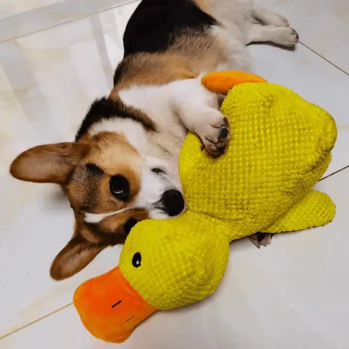 De Calming Duck™ Geen pillen. Geen bijwerkingen. Gewoon een rustige, gelukkige hond.