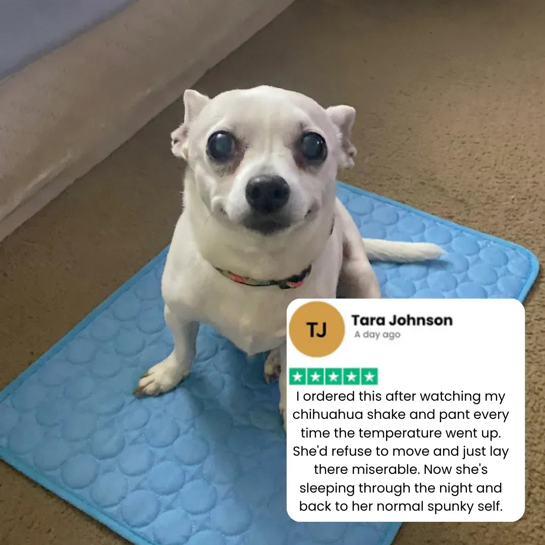 PrimePick CoolMat™ – die Kühlmatte, die Ihren Hund in wenigen Minuten beruhigt, wo immer Sie sind
